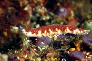 Pseudoceros
