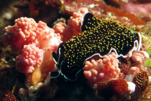 Thysanozoon nigropapillosum