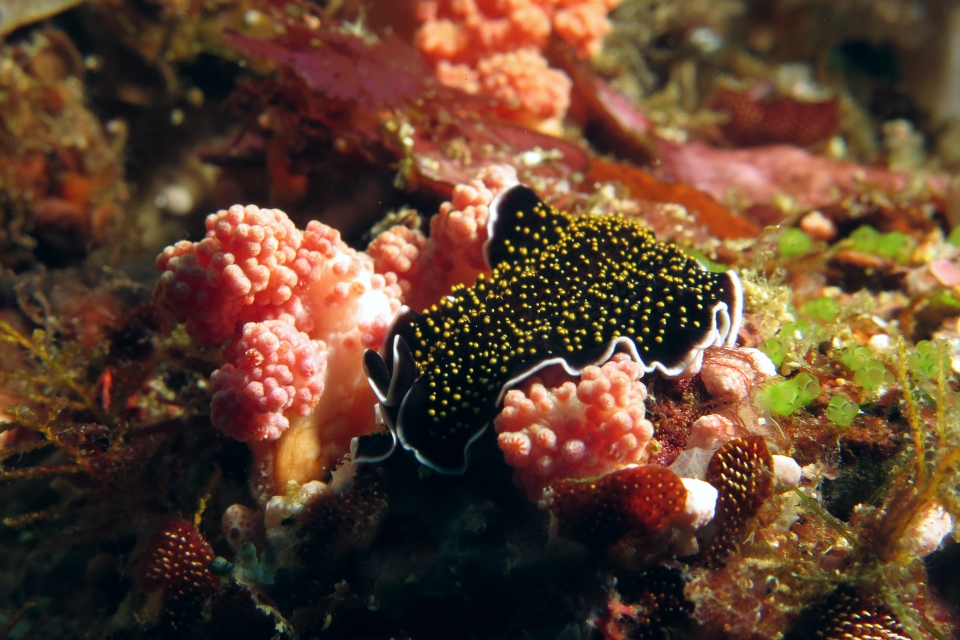 Thysanozoon nigropapillosum