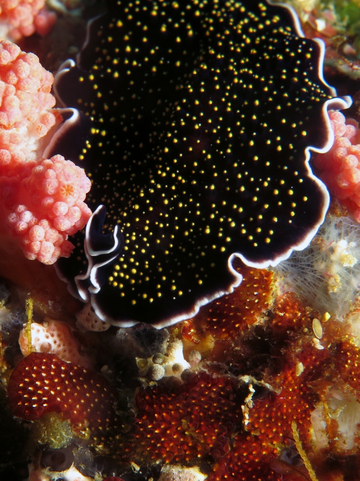 Thysanozoon nigropapillosum