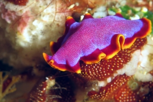Pseudobiceros ferrugineus