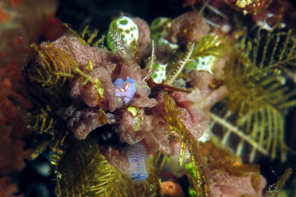 Pseudoceros bifurcus