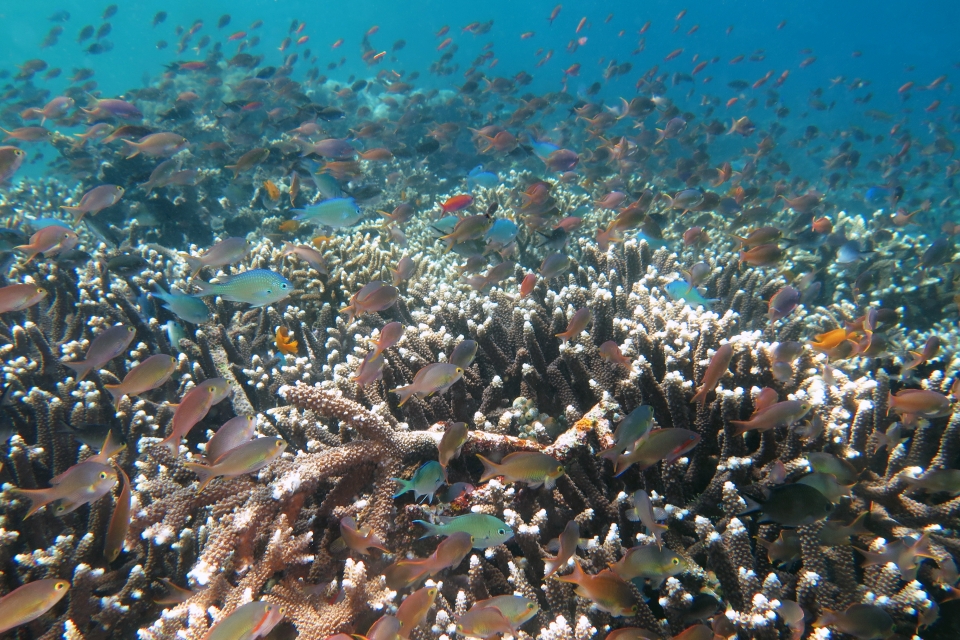 Bancs d’Anthias et Demoiselles au-dessus d’un champ d’Acropores branchus