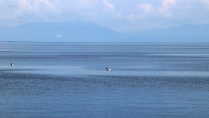 Sterna hirundo