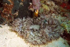 Heteractis aurora, Amphiprion clarkii