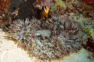 Heteractis aurora, Amphiprion clarkii