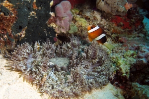 Heteractis aurora, Amphiprion clarkii