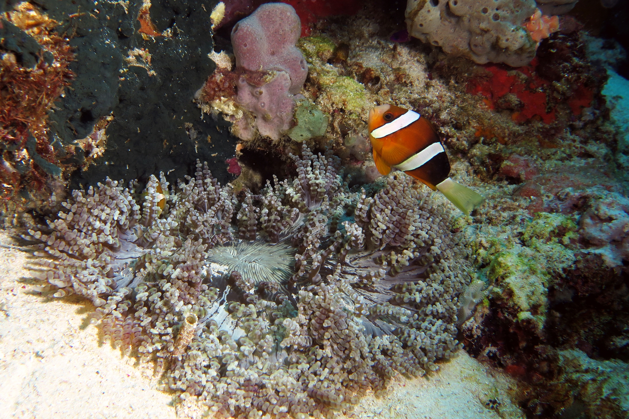 Heteractis aurora, Amphiprion clarkii