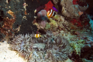 Heteractis aurora, Amphiprion clarkii