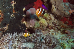 Heteractis aurora, Amphiprion clarkii