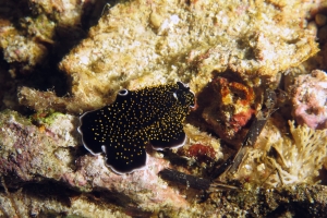 Thysanozoon nigropapillosum