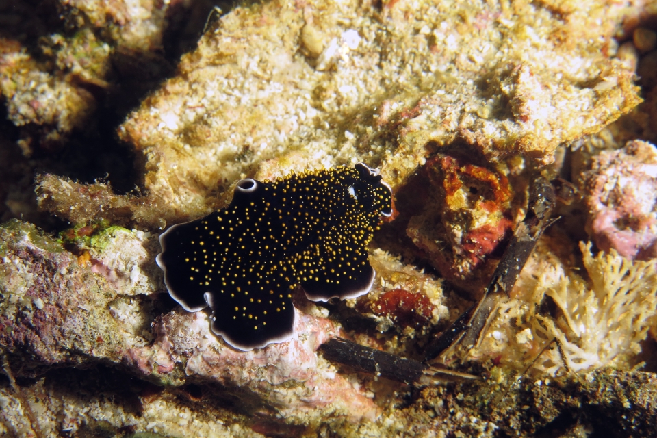 Thysanozoon nigropapillosum
