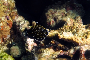 Thysanozoon nigropapillosum