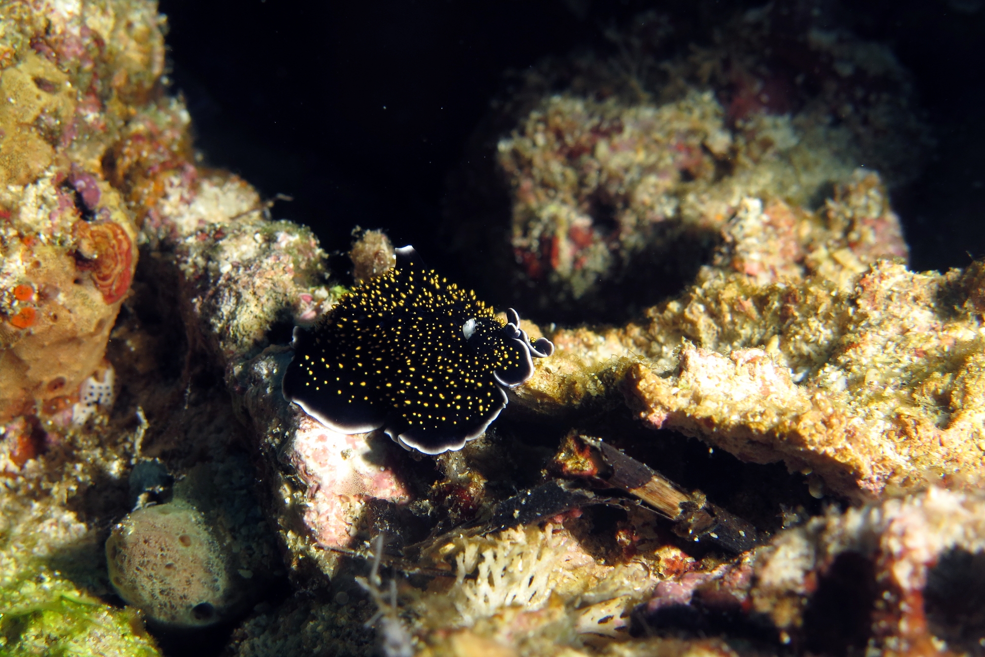 Thysanozoon nigropapillosum