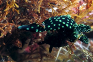 Nembrotha cristata