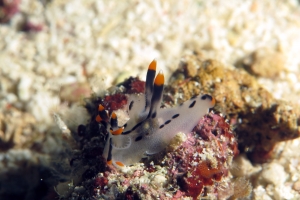 Thecacera picta