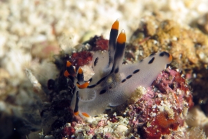 Thecacera picta