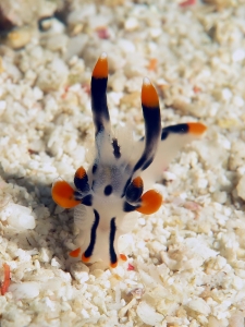 Thecacera picta