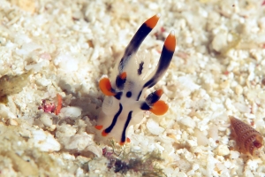 Thecacera picta