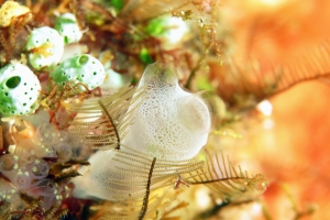 Rhopalaea sp