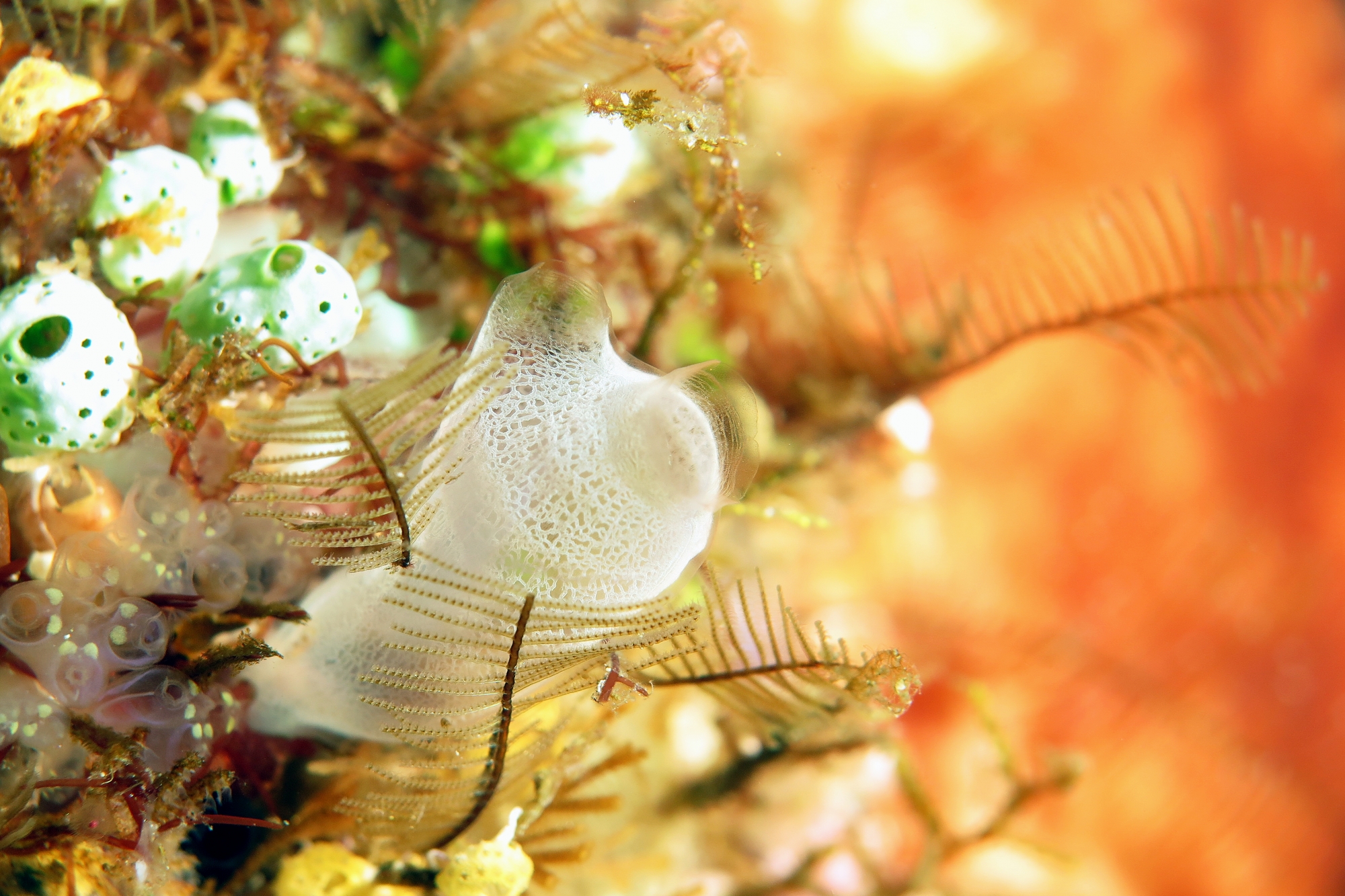 Rhopalaea sp