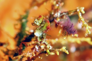 Hippocampus pontohi