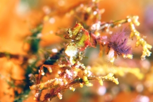 Hippocampus pontohi