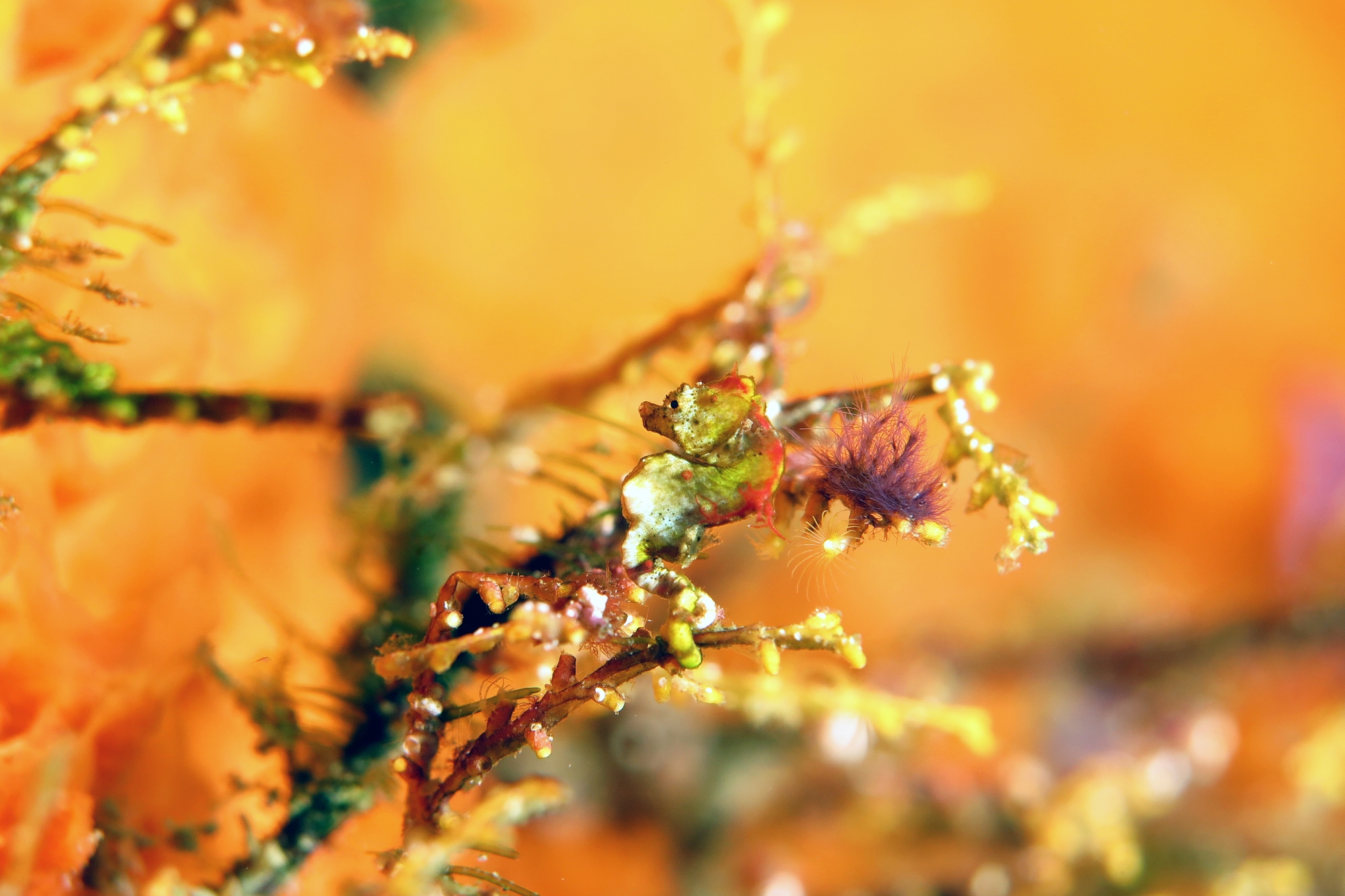 Hippocampus pontohi