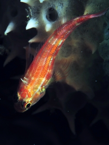 Helcogramma striata