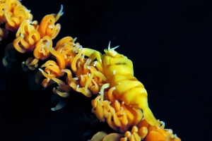 Pontonides unciger, Cirrhipathe