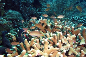 Pseudanthias huchtii, Acropora