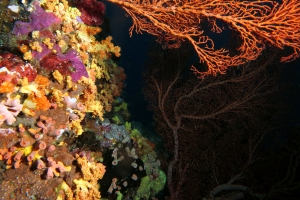 Ambiance colorée : Eponges, Ascidies, Alcyonaires, Gorgones et autres Coraux se disputent la place sur ce mur