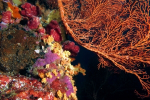 Ambiance colorée : Eponges, Ascidies, Alcyonaires, Gorgones et autres Coraux se disputent la place sur ce mur