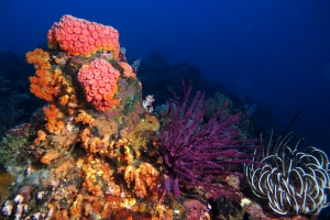 Tubastraea coccinea