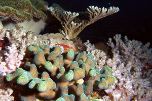 Stylophora cf. Stylophora pistillata, Cirrhitichthys oxycephalus, Acropore