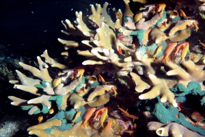Pseudanthias huchtii, Millepora dichotoma, Eponge