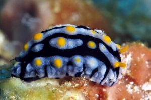 Phyllidia varicosa, Crevette