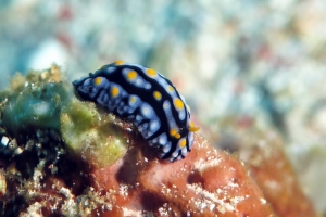 Phyllidia varicosa