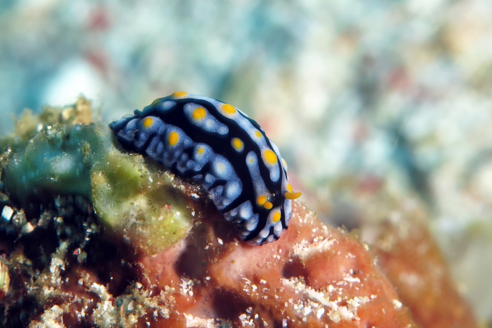Phyllidia varicosa
