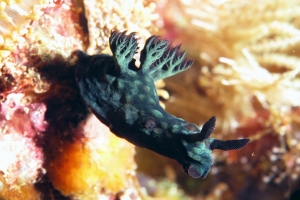 Nembrotha cristata