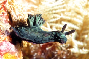 Nembrotha cristata