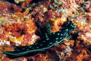 Nembrotha cristata