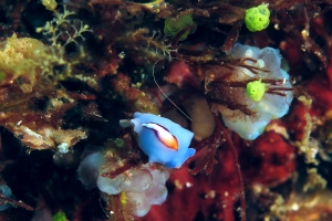 Pseudoceros bifurcus
