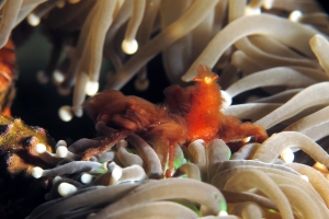 Achaeus japonicus