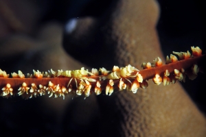 Pontonides unciger, Cirrhipathe