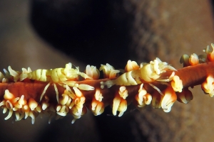 Pontonides unciger, Cirrhipathes cf. Cirrhipathes anguina
