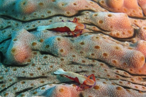 Zenopontonia rex, Thelenota anax