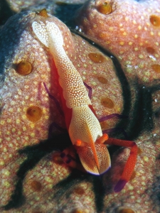 Zenopontonia rex, Thelenota anax