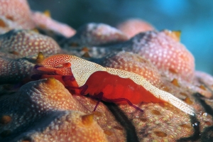 Zenopontonia rex, Thelenota anax
