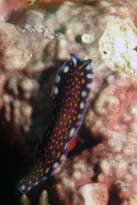 Pseudoceros lindae